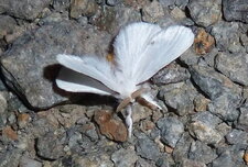 Cul doré Euproctis similis.Noctuelle.