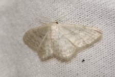 Phalène sp.