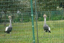 Les grues