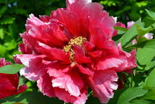 Pivoine