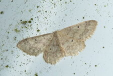Frange picotée Scopula marginepunctata.Noctuelle.
