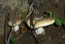 Champignons ?