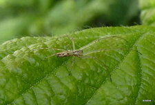 Tétragnatha sp.