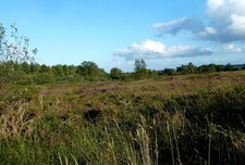 Champs de bruyère.