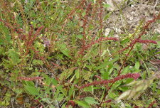 Petite oseille (sous réserve)