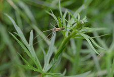 Tetragnatha dearmata