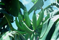 Banane plantain (Cuba)