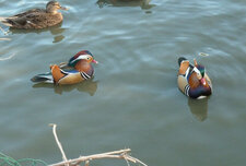 Canard mandarin