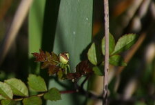 Diaea dorsata
