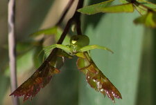 Ebrechtella tricuspidata