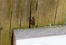 Punaise Rhyparochromidé