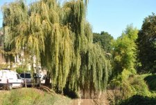 Saule Pleureur / Salix babylonica