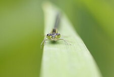 Agrion élégant - femelle