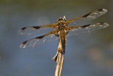 Libellule à 4 taches Libellula quadrimaculata