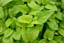 Mélisse officinale