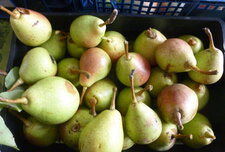 Poires du marais