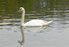 Cygne tuberculé