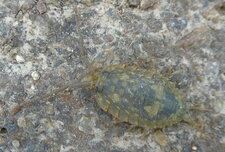 Cloporte rugueux femelle (porciello scaber)