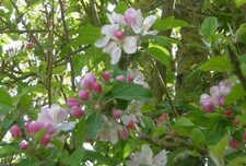 Pommier sauvage (malus sylvestris)