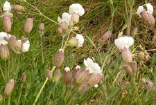 Silene enflé