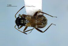 Pilophore confondu