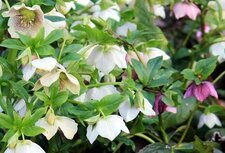 Hellebores