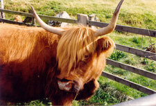 Highland cattle