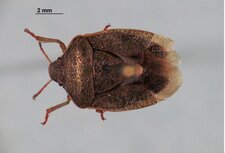 Holcostethus limbolarius