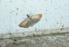 Agriphila straminella.Noctuelle.