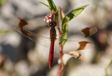Sympetrum pedemontanum - mâle