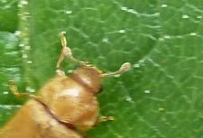 Raspberry beetle (Byturus tomentosus)