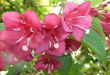 Weigelia