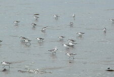 Bécasseaux sanderling