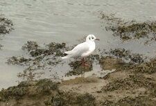 Mouette rieuse attendant la marée