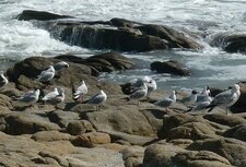 Mouettes mélanocéphales et goélands