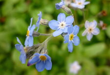 Myosotis