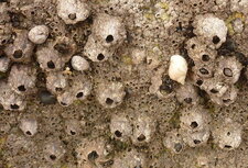 Balanes : voilà pourquoi on ne peut pas s