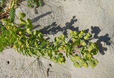 Euphorbe des dunes