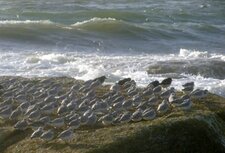 Bécasseaux sanderling