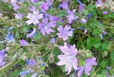 Mauve des bois (malva sylvestris)