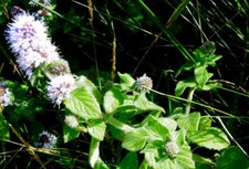 Menthe aquatique