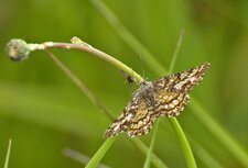 Phalène picotée femelle - Ematurga atomaria