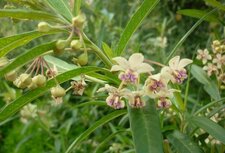 Inconnue du 28 novembre : la fleur
