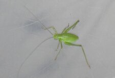sauterelle verte