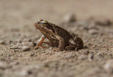 Grenouille des prés ?