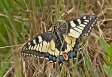  Machaon - Papilio machaon