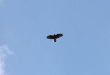 Buse variable