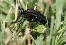 Asilidé sp.
