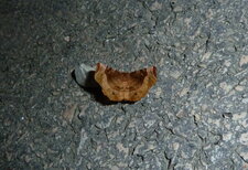 Ennomos lunaire ou croissant, Selenia lunularia - Noctuelle
