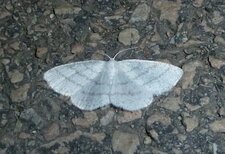 La Délicate Cabera pusaria.Phalène. Noctuelle.